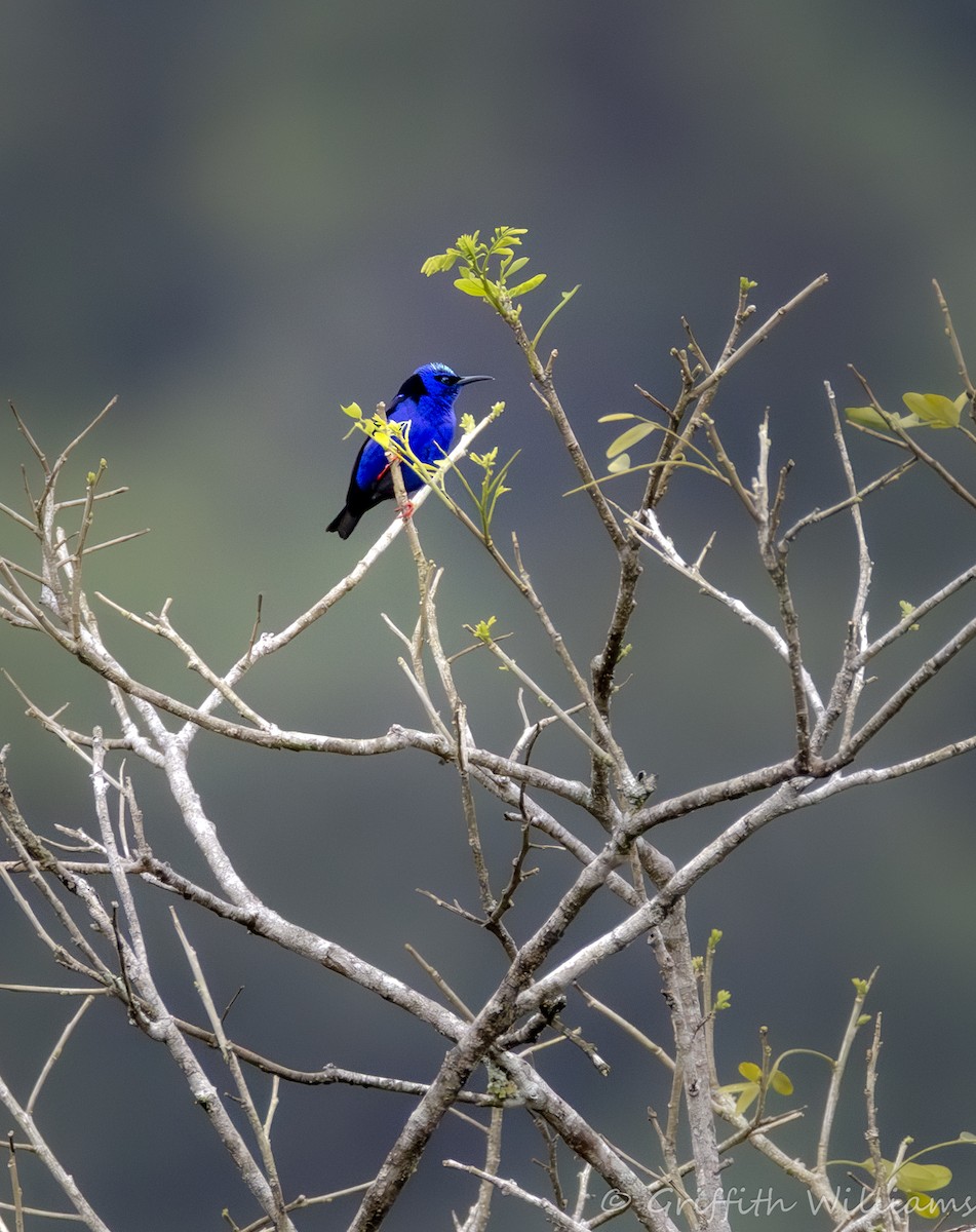 Red-legged Honeycreeper - ML640430861