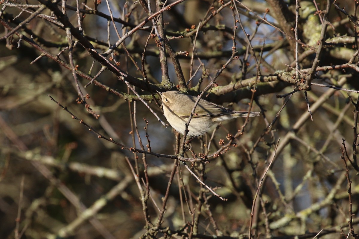 チフチャフ（tristis） - ML640430923