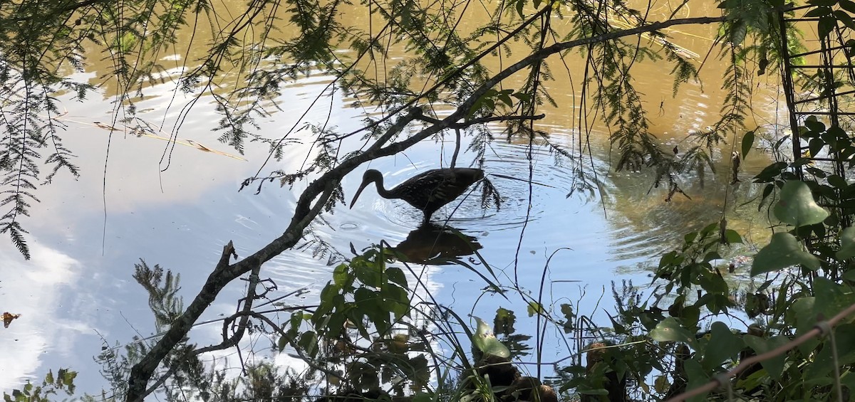 Limpkin - ML640431052