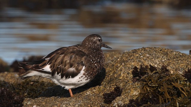 Black Turnstone - ML640431113