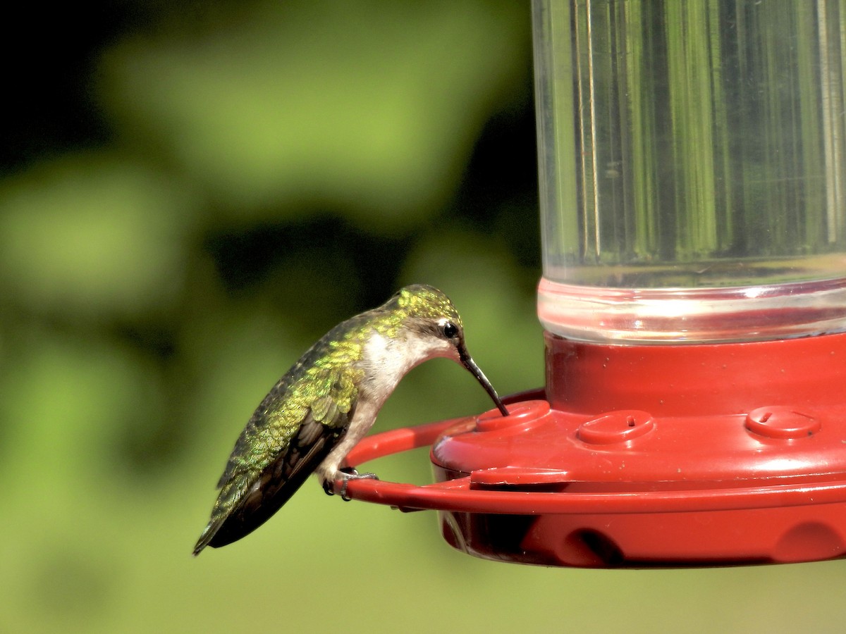 Ruby-throated Hummingbird - ML640431273