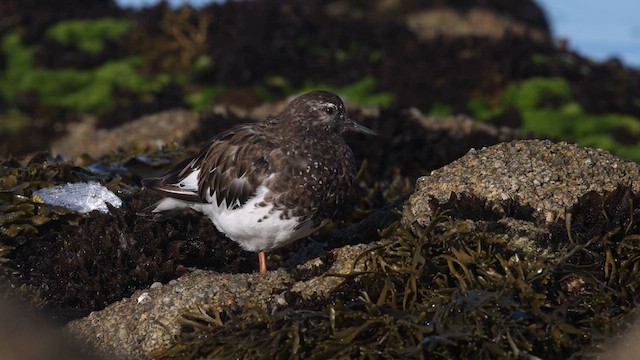 Black Turnstone - ML640431292