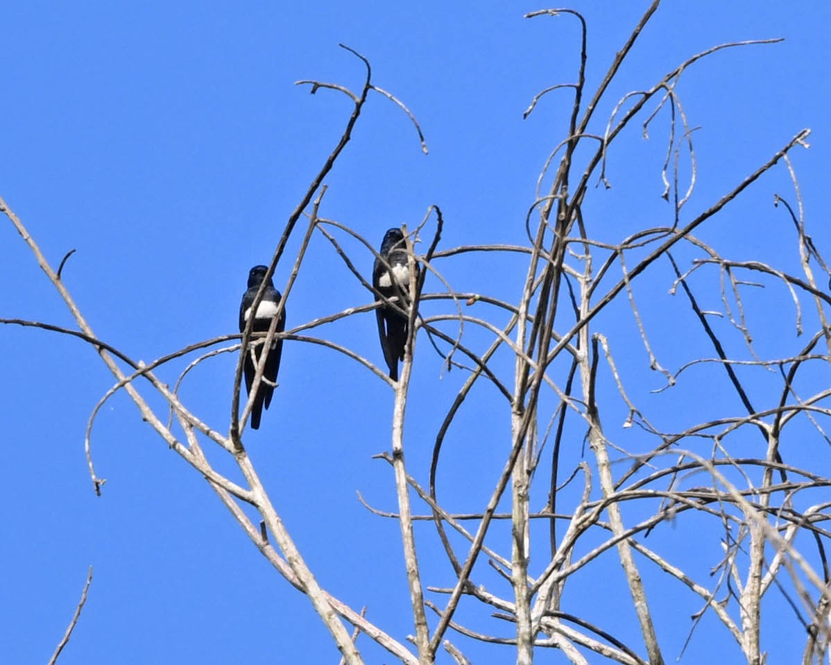 Golondrina Fajiblanca - ML640431304