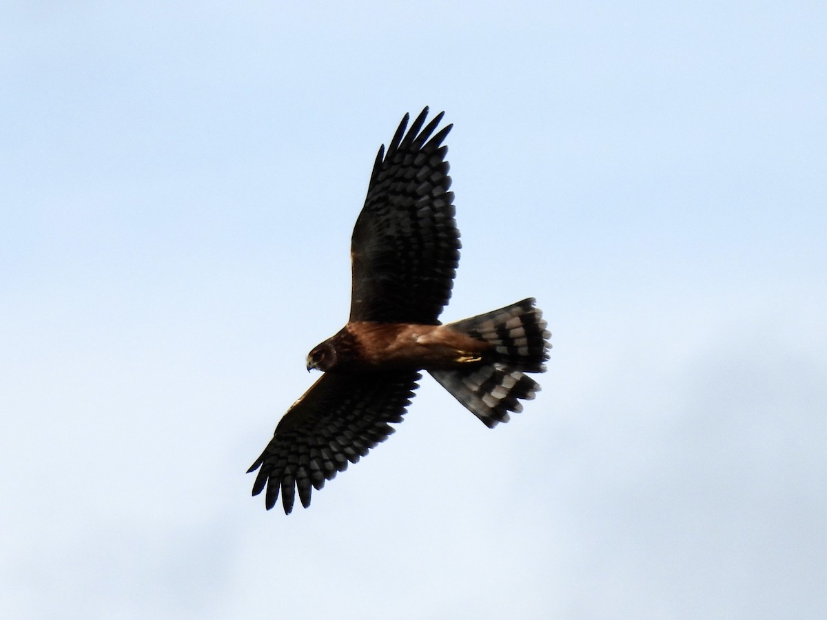 Northern Harrier - ML640431335
