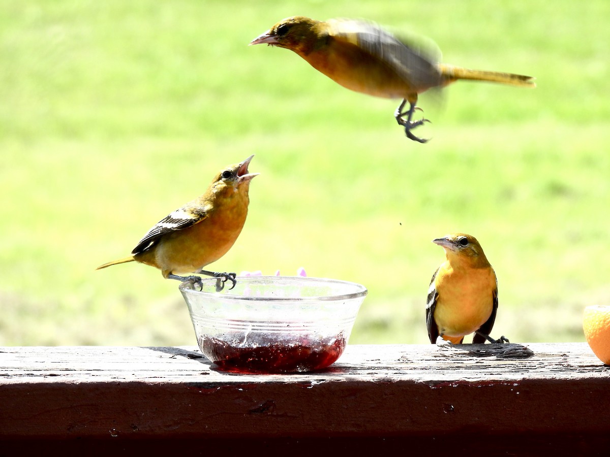 Baltimore Oriole - ML640431436