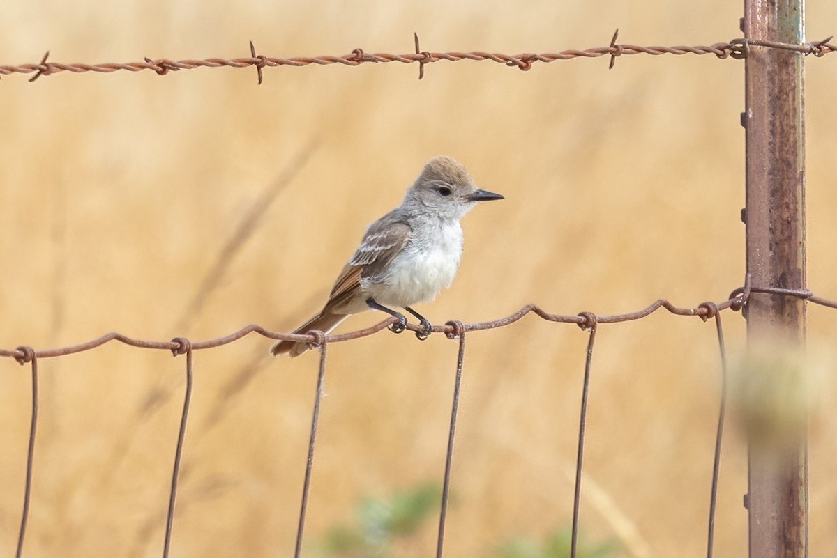 Ash-throated Flycatcher - ML640431536