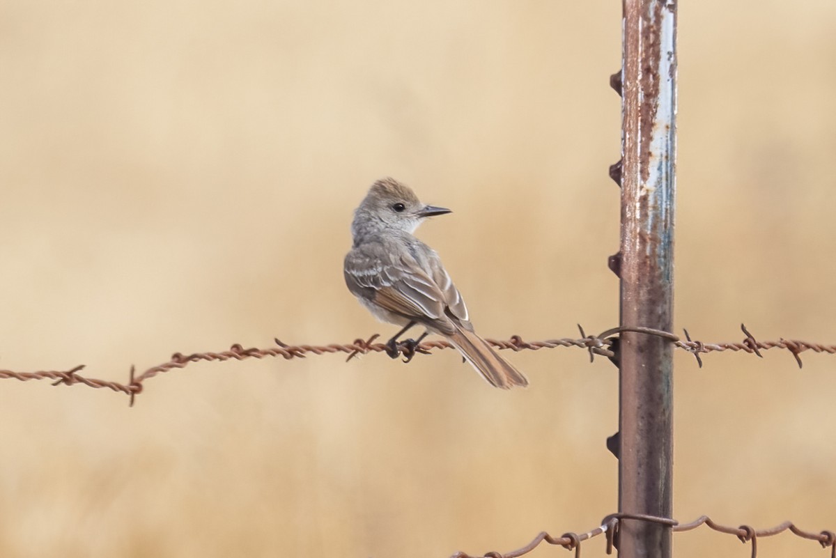 Ash-throated Flycatcher - ML640431544