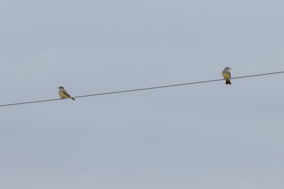 Western Kingbird - ML640431558