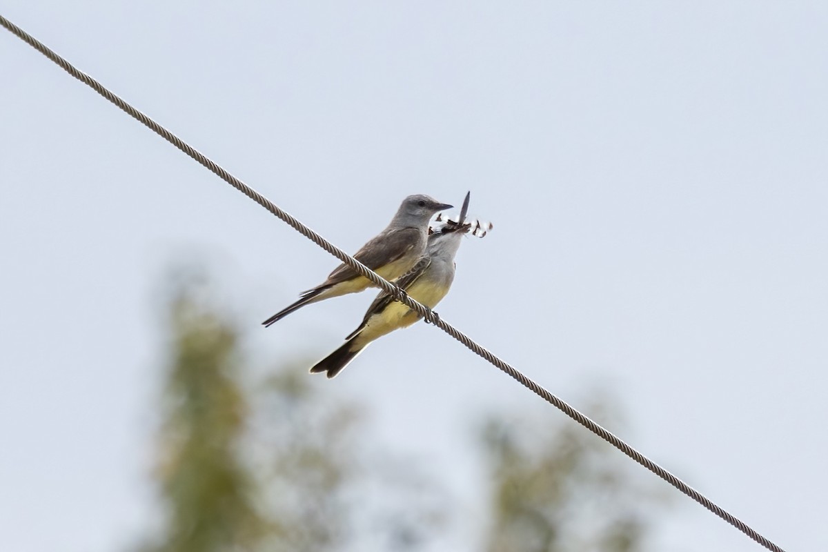 Western Kingbird - ML640431561