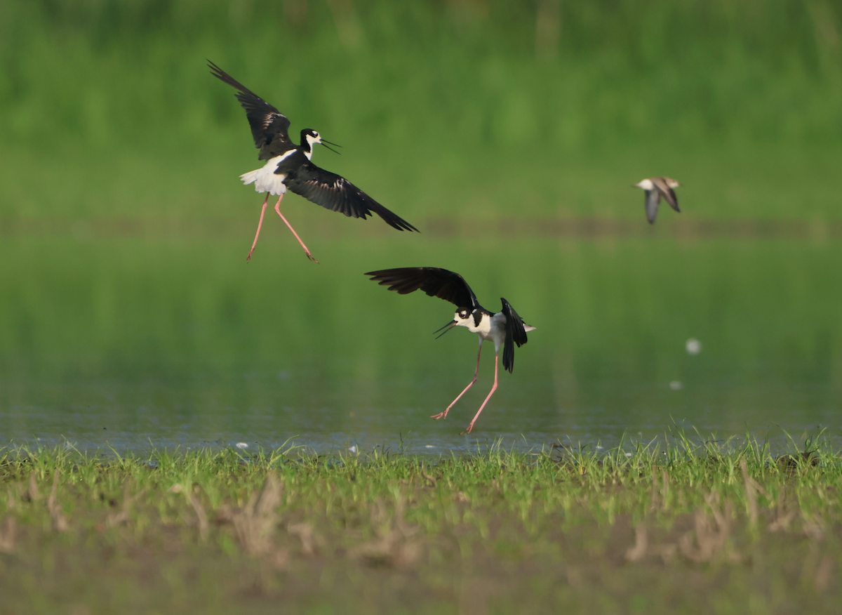 Black-necked Stilt - ML640431563