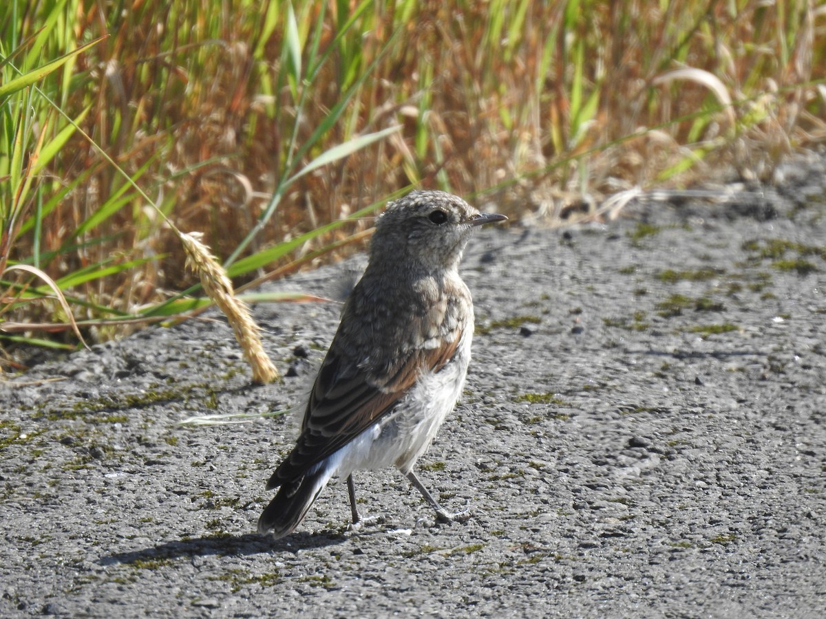 Northern Wheatear - ML640431623
