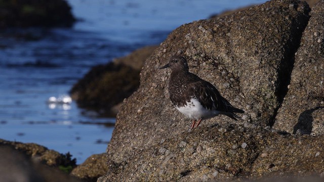 Black Turnstone - ML640431639