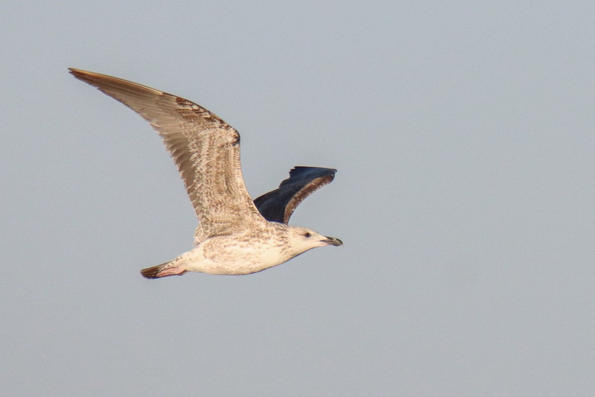 小黑背鷗(heuglini) - ML640431648