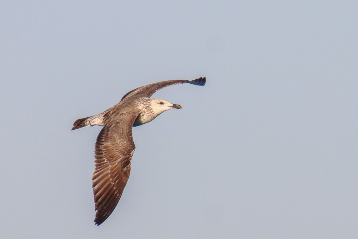 小黑背鷗(heuglini) - ML640431649