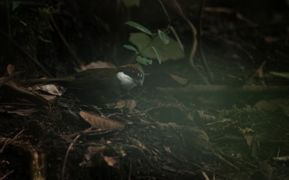 クリボウシヤブシトド - ML640431667