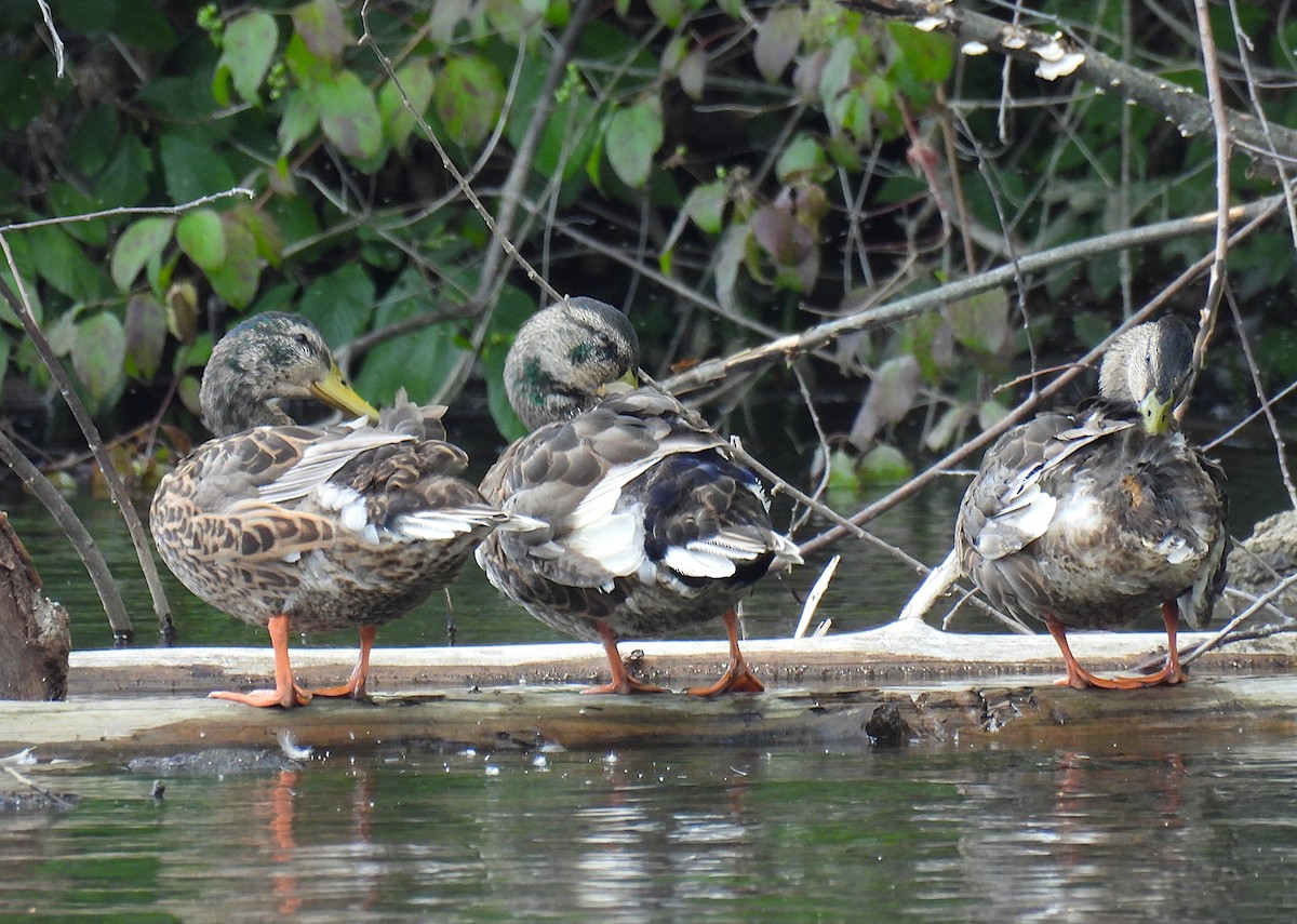 Mallard - ML640431681