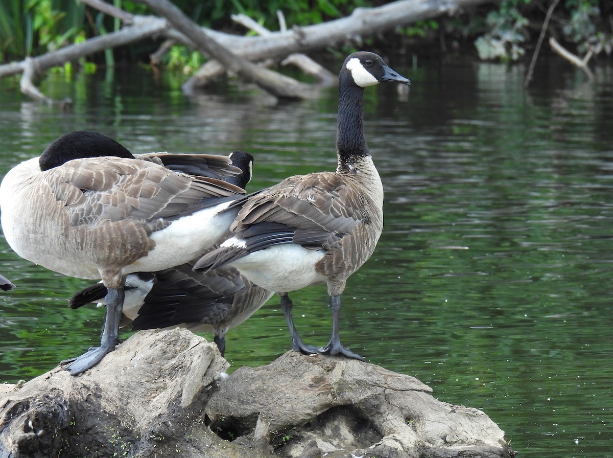 Canada Goose - ML640431685