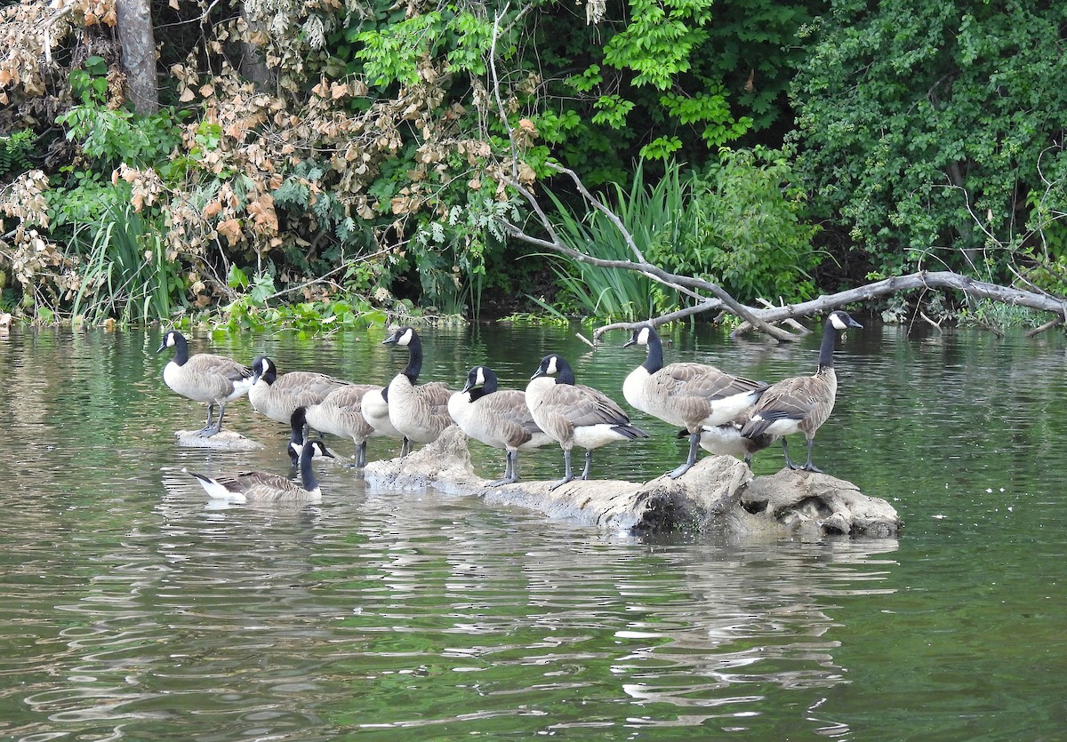 Canada Goose - ML640431686