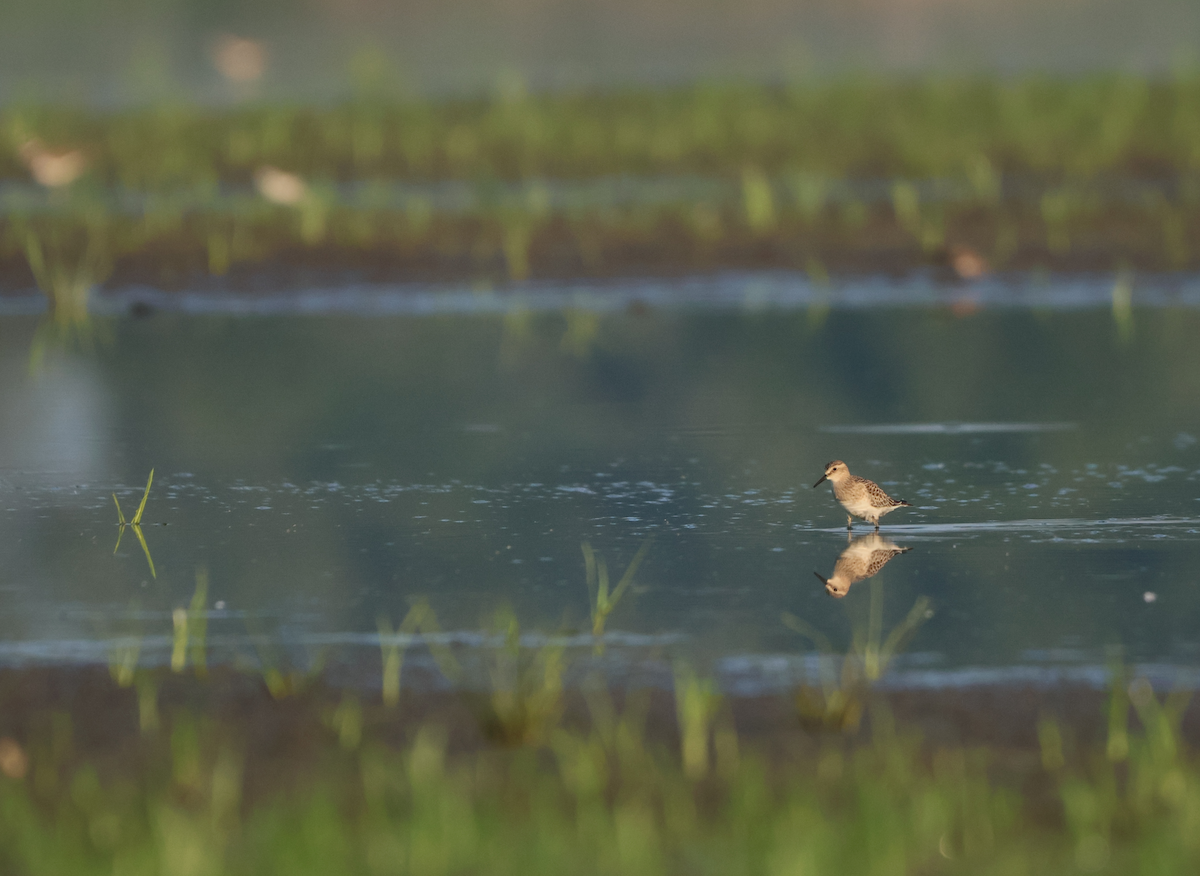 Baird's Sandpiper - ML640431691