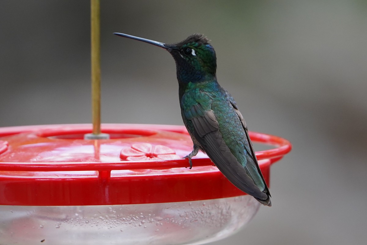 Rivoli's Hummingbird - ML640431698