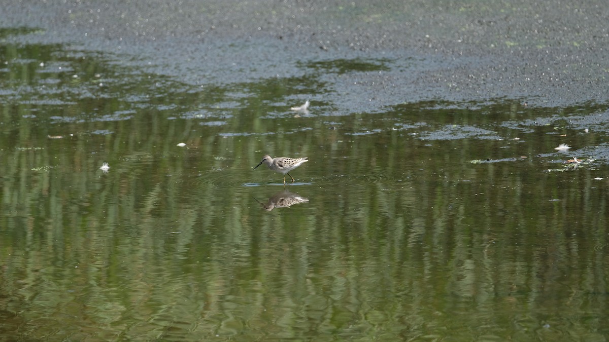 Побережник довгоногий - ML640431708