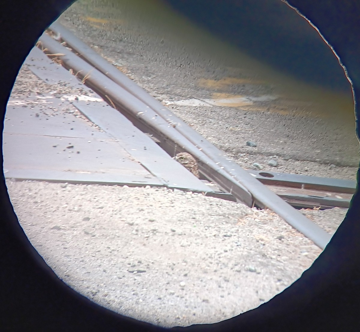 Burrowing Owl - ML640431841