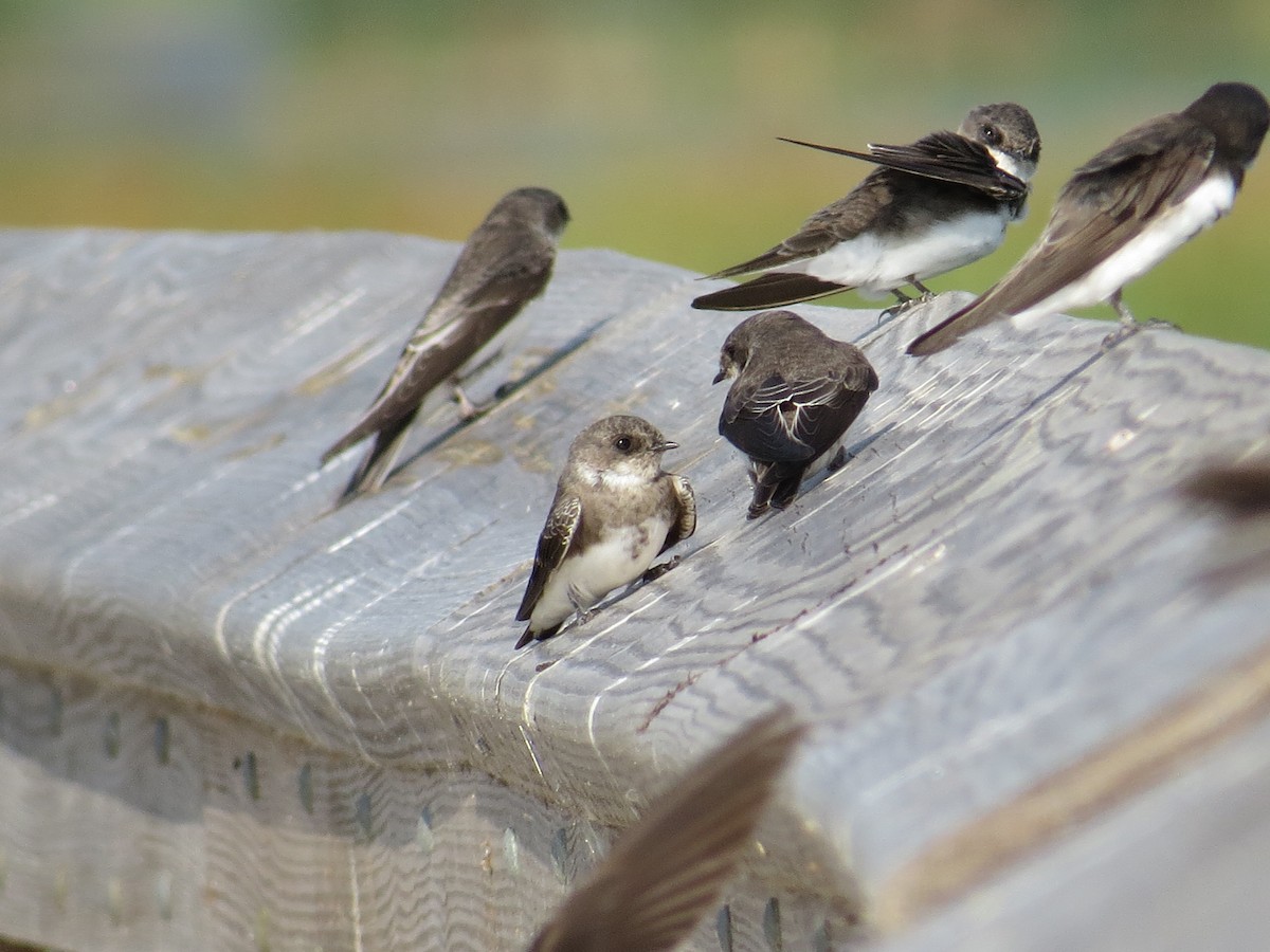Bank Swallow - ML640431858