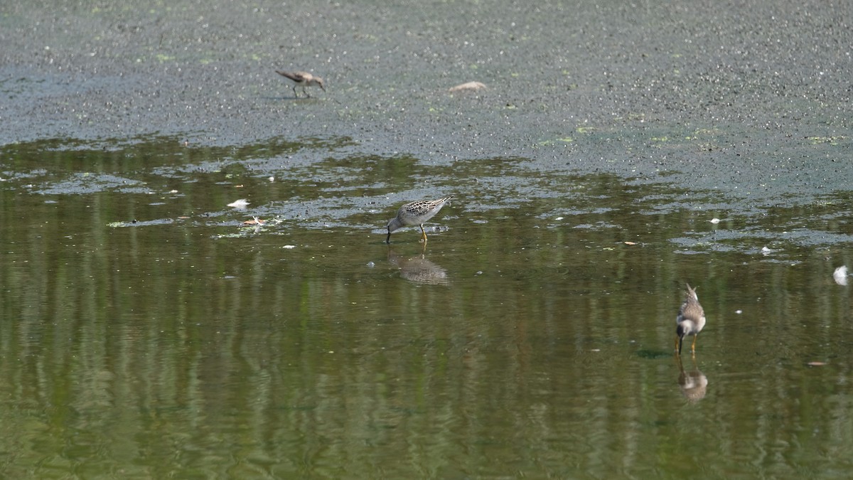 Побережник довгоногий - ML640431867