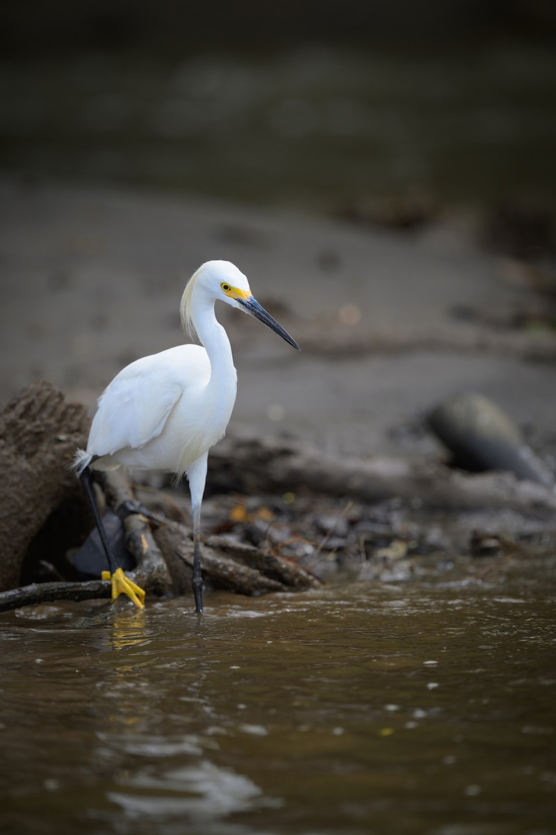 Snowy Egret - ML640431868