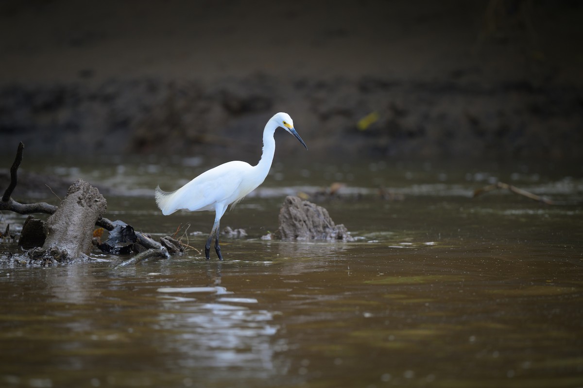 Snowy Egret - ML640431878