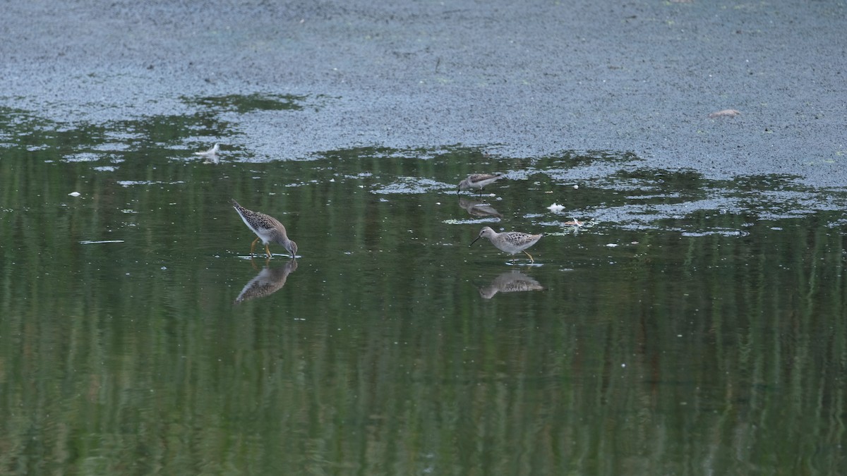 Побережник довгоногий - ML640431881