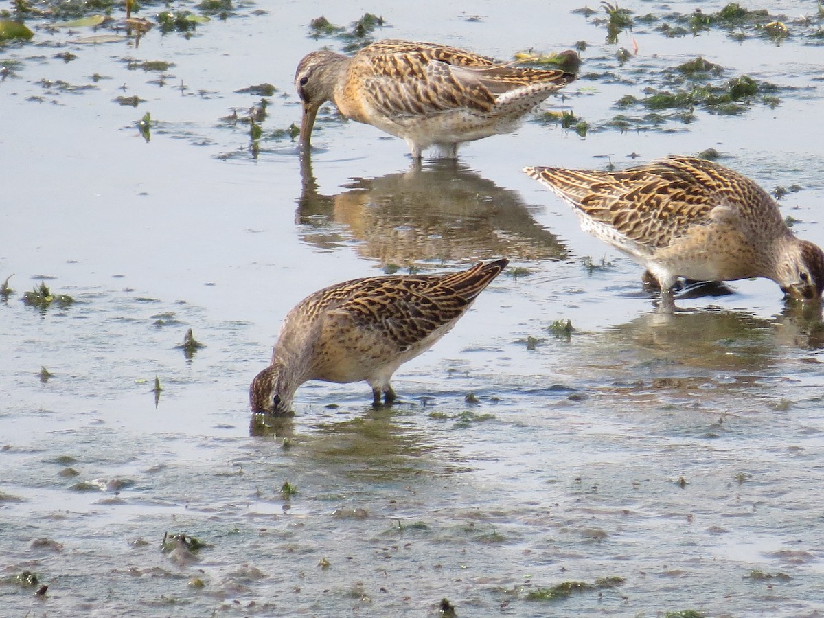 Short-billed Dowitcher - ML640431885