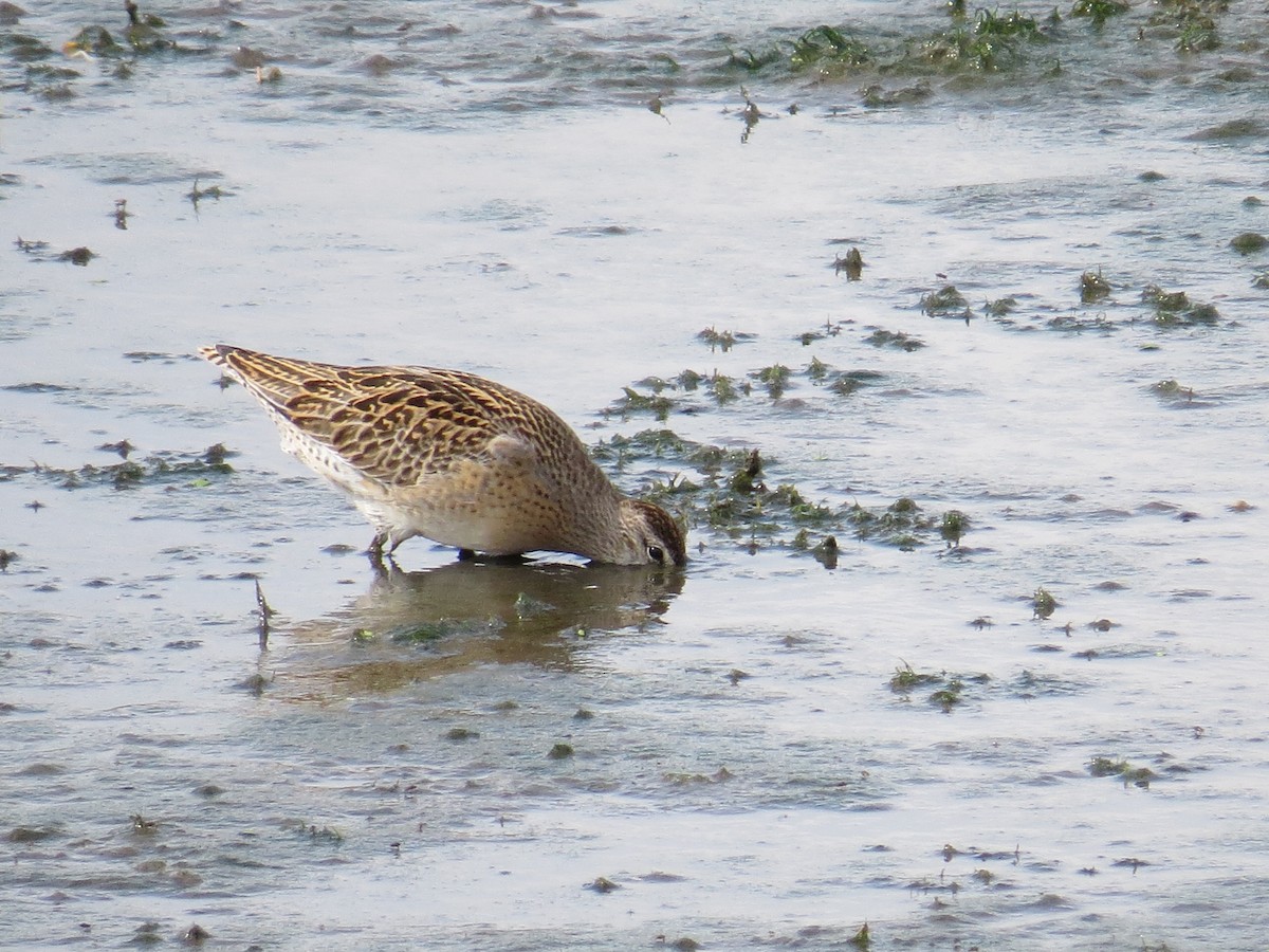 Short-billed Dowitcher - ML640431886