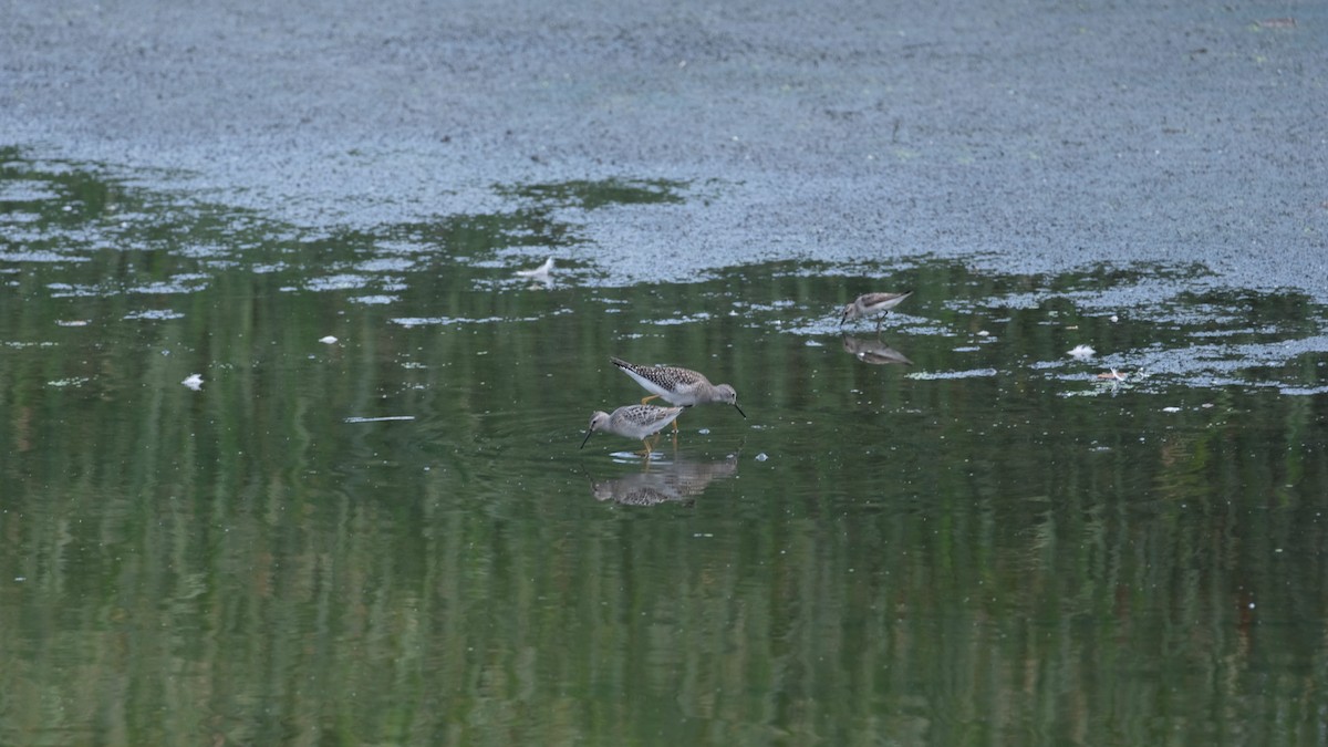 Побережник довгоногий - ML640431888