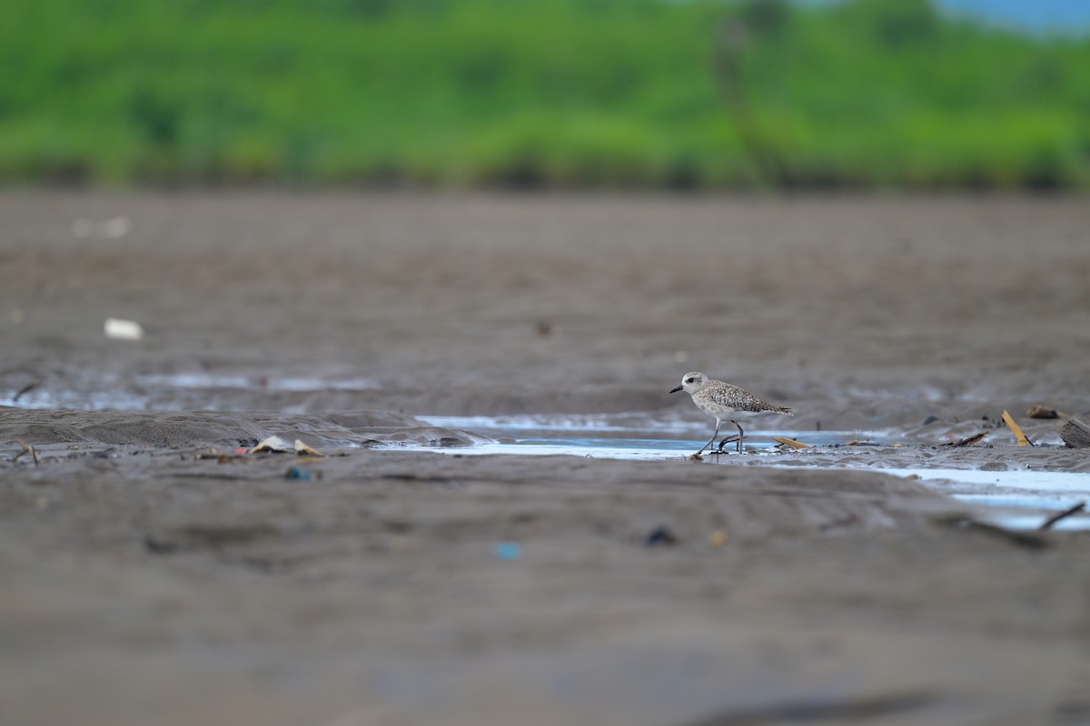Semipalmated Sandpiper - ML640431895