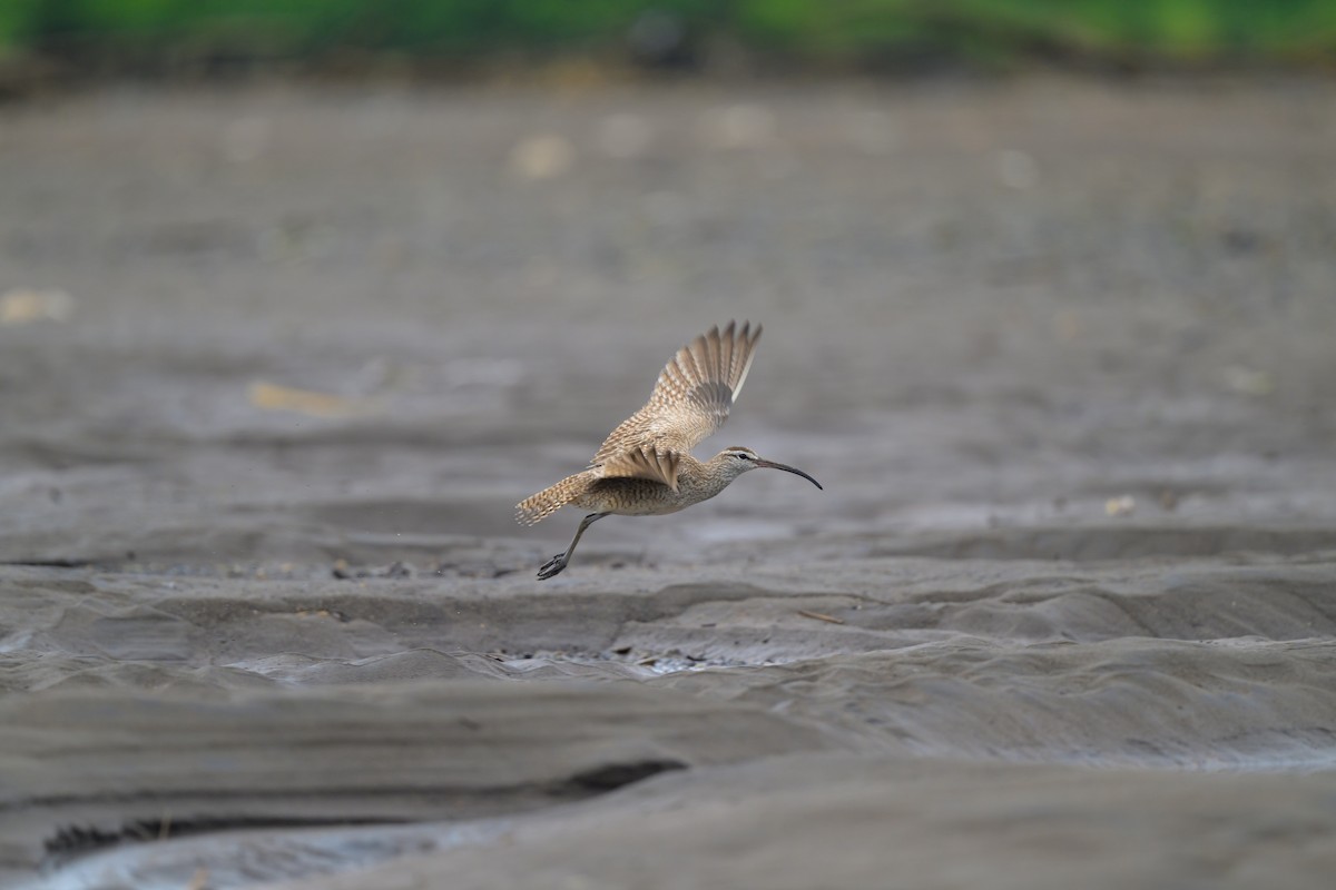 Hudsonian Whimbrel - ML640431903