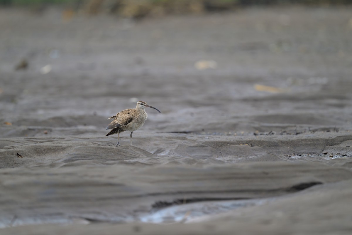 Hudsonian Whimbrel - ML640431908