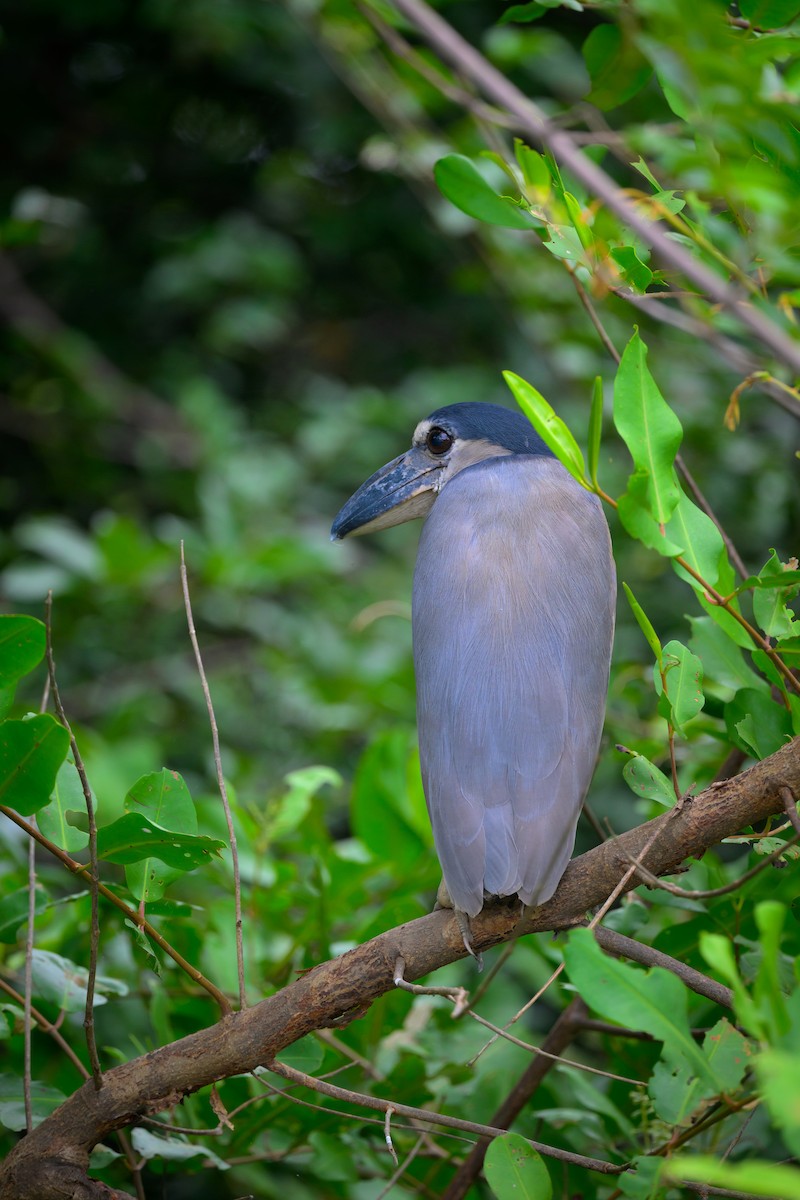 Boat-billed Heron - ML640431961