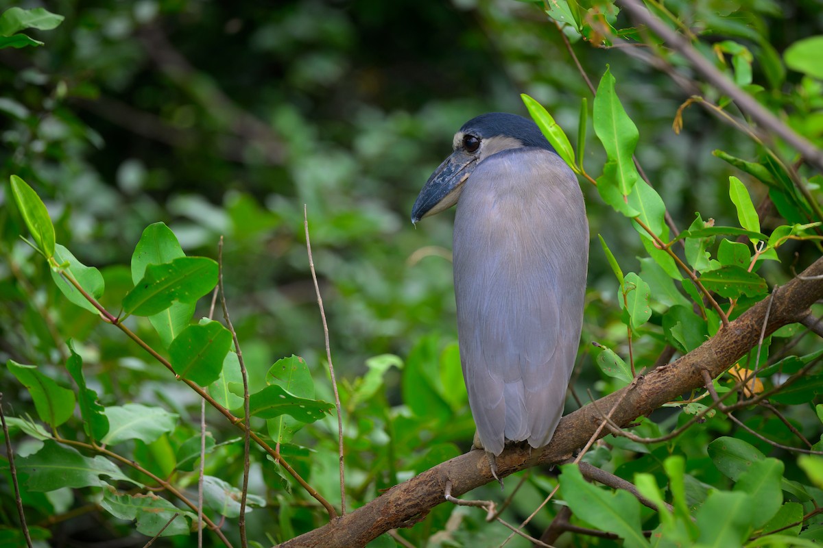 Boat-billed Heron - ML640431962