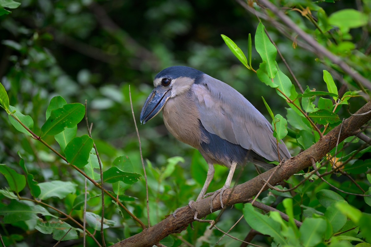 Boat-billed Heron - ML640431963