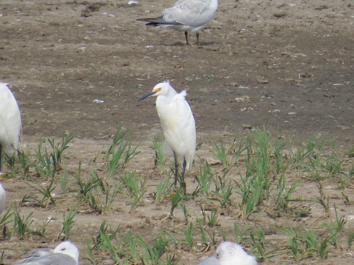 Snowy Egret - ML640431966
