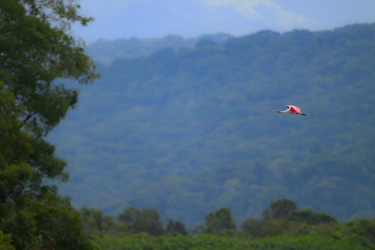 Roseate Spoonbill - ML640431976