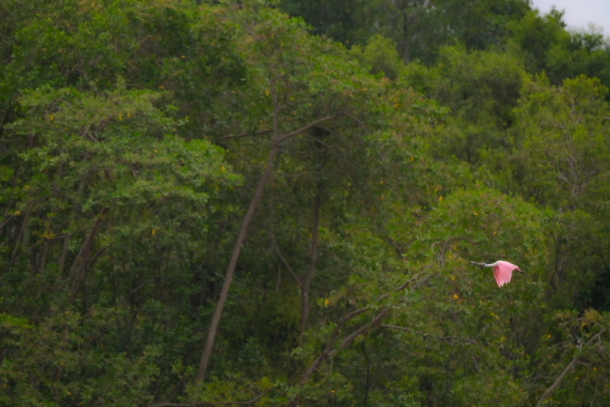 Roseate Spoonbill - ML640431977