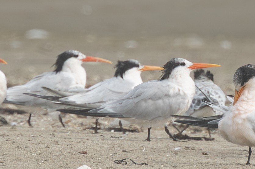 Elegant Tern - ML640431982
