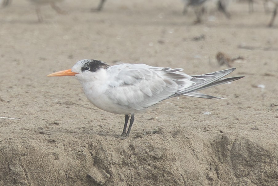 Elegant Tern - ML640431983