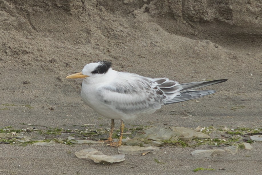 Elegant Tern - ML640431984