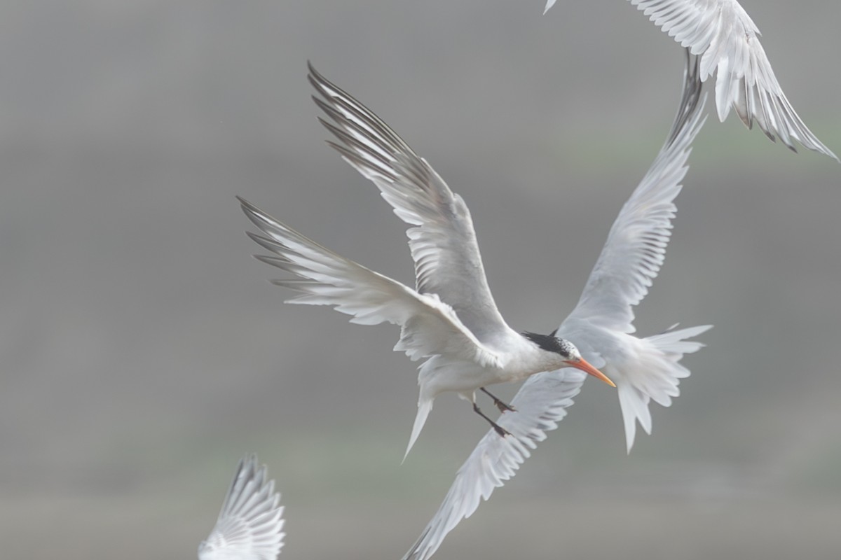 Elegant Tern - ML640431985