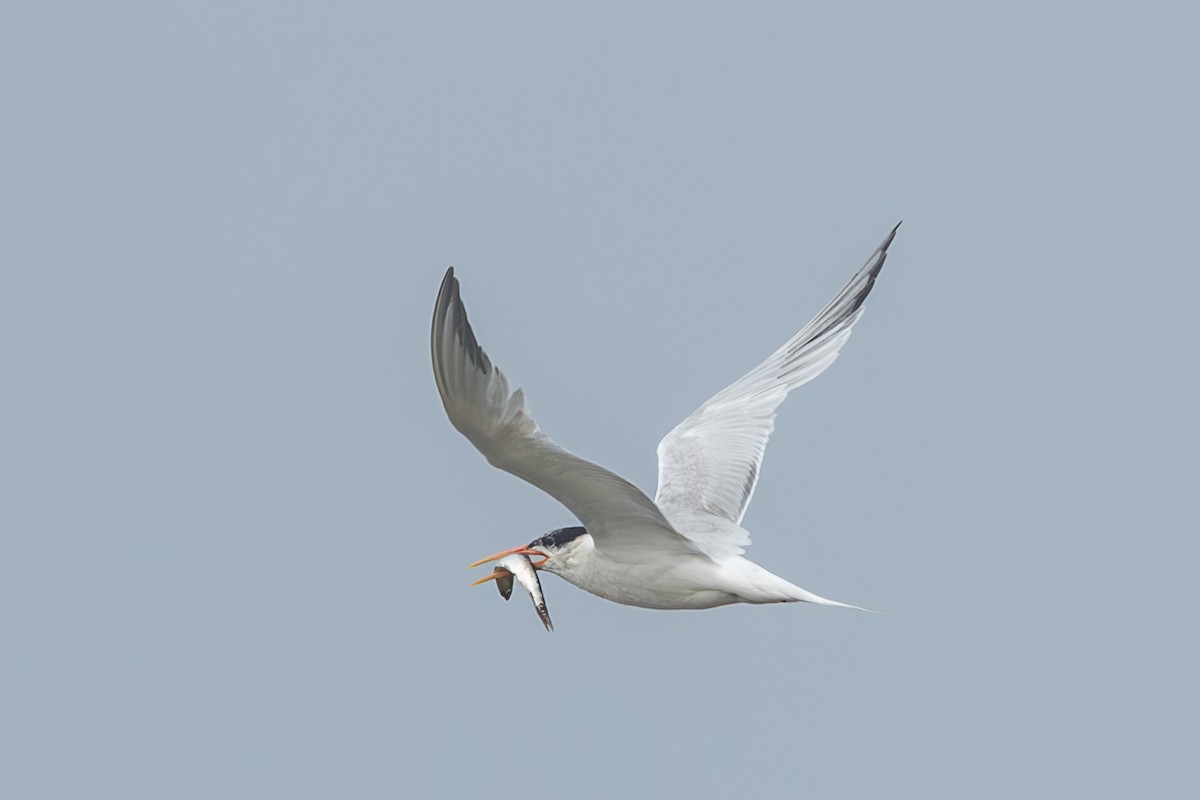 Elegant Tern - ML640431986