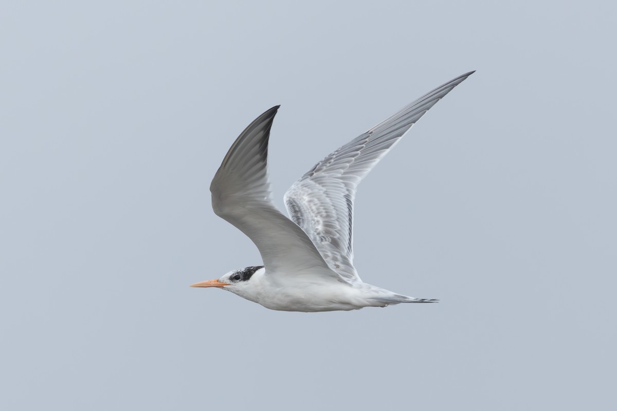 Elegant Tern - ML640431987