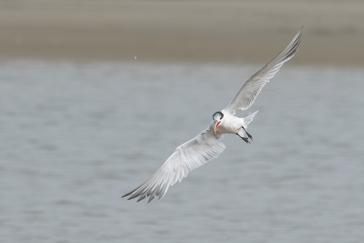 Elegant Tern - ML640431988